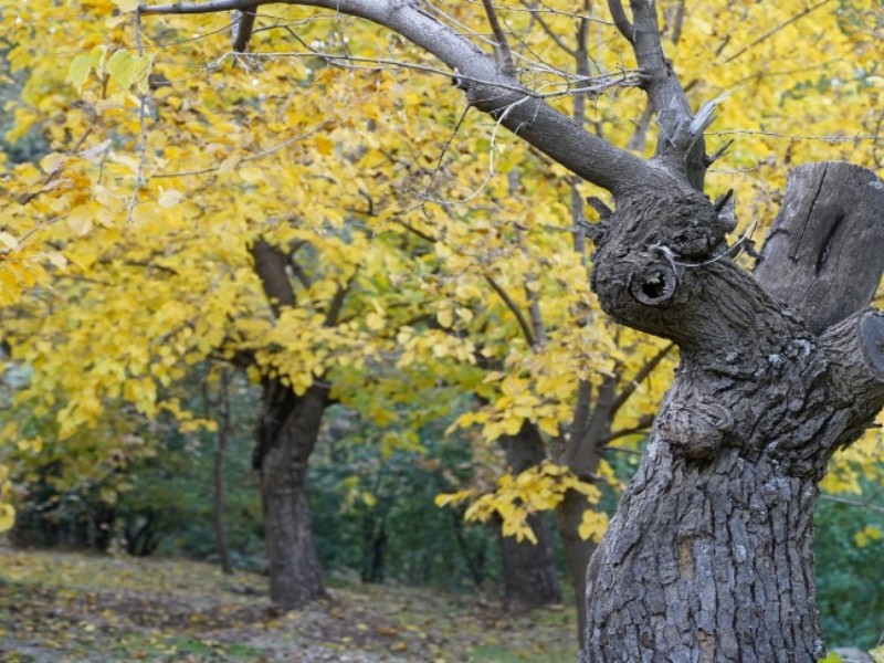 پاییز در باغات پاوه