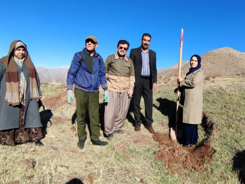 کاشت یکصد اصل نهال جنگلی در پاوه