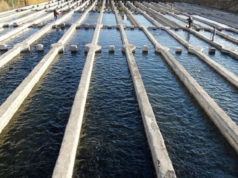 شهرستان‌های دالاهو، پاوه و کنگاور پیشتاز در تولید ماهیان سردابی استان کرمانشاه