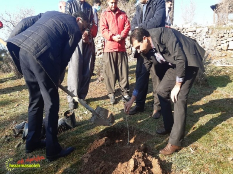 کاشت ۱۰۰ اصله نهال در پاوه