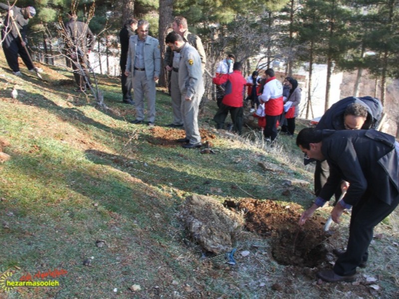 ۱۰۰ اصله نهال در پاوه غرس شد ۱۰۰ اصله نهال در پاوه غرس شد