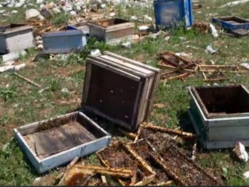 خسارت خرسها به کندوی عسل زنبور در بانه وره خسارت خرسها به کندوی عسل زنبور در بانه وره