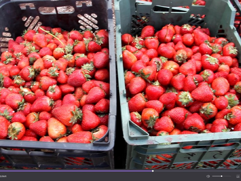 از لوح ثبت توت فرنگی شهر شاهو رونمایی شد/برگزاری جشنواره توت فرنگی این شهر