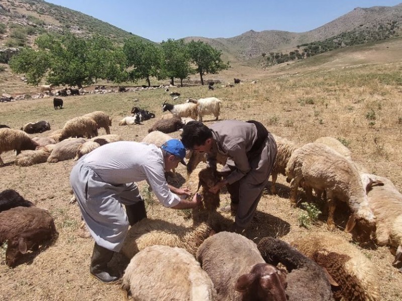 اجرای اردوی جهادی دامپزشکی در روستای شمشیر