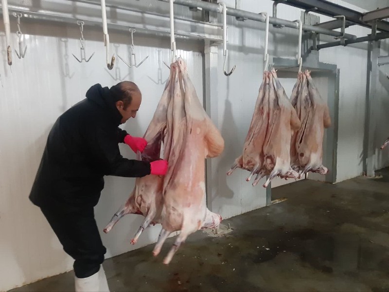 بازرسی بهداشتی لاشه دام های قربانی انجام می شود