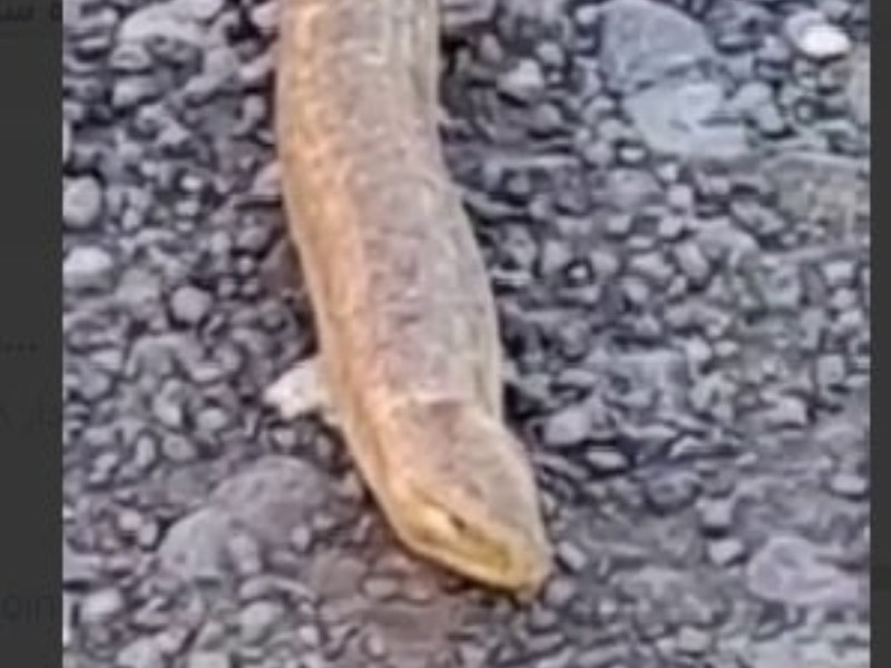 ثبت یک گونه جدید مار در منطقه حفاظت شده بوزین مرخیل ثبت یک گونه جدید مار در منطقه حفاظت شده بوزین مرخیل