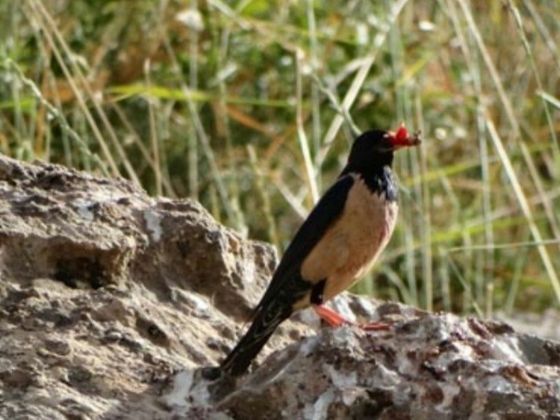 بودن یا نبودن پرنده‌ساران در باغات پاوه