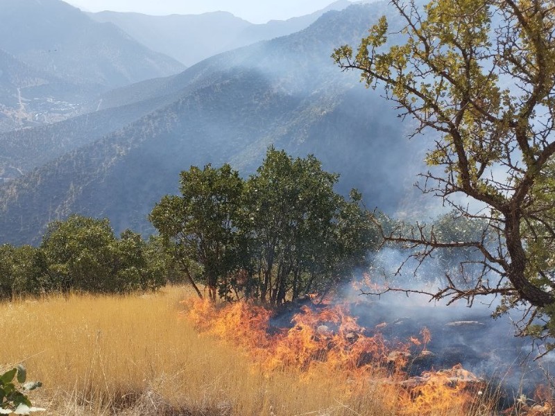 آتش سوزی جنگلها و مراتع شاهو در سروآباد مهار شد