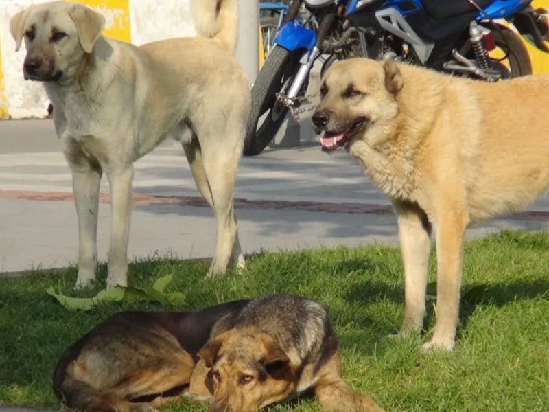 جمع‌آوری 288 قلاده سگ بلاصاحب از سطح شهر پاوه