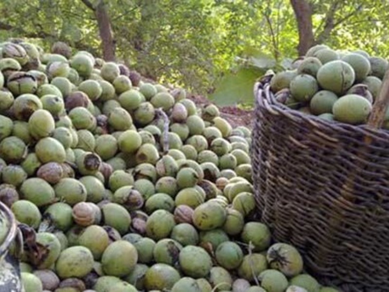 پیش‌بینی تولید 4300 تن «گردو» در باغات پاوه