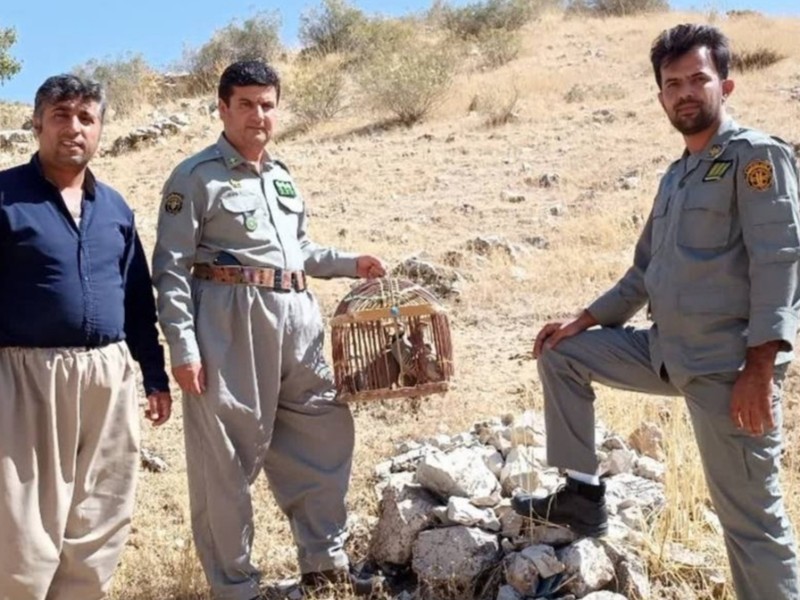 رهاسازی ۷ قطعه کبک در پاوه