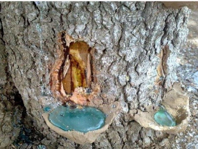 آئینی برگرفته از شیره جان درختان زاگرس