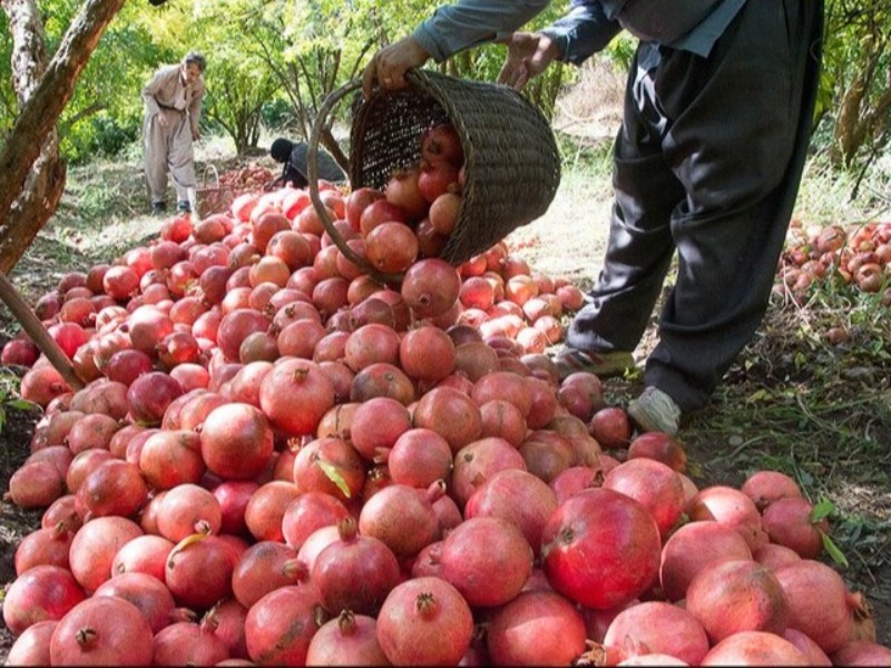 برپایی ۶۰ غرفه عرضه انار و صنایع دستی در پاوه برپایی ۶۰ غرفه عرضه انار و صنایع دستی در پاوه
