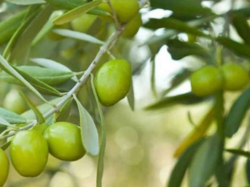 سهم ۵ درصدی کرمانشاه در تولید زیتون