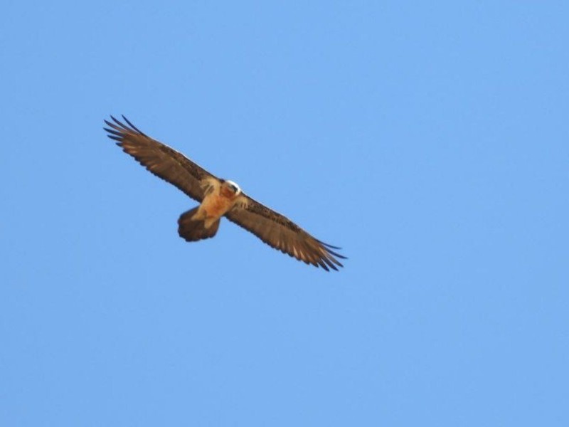 گونه کمیاب پرنده هما در پاوه مشاهده شد