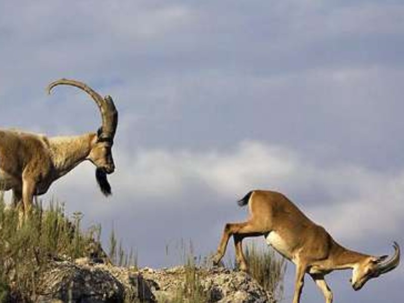 خطر در کمین گونه‌های کمیاب زاگرس‌نشین است