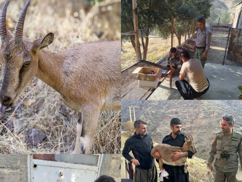 تیمار و رها سازی یک راس بز وحشی در منطقه حفاظت شده بوزین ومرخیل
