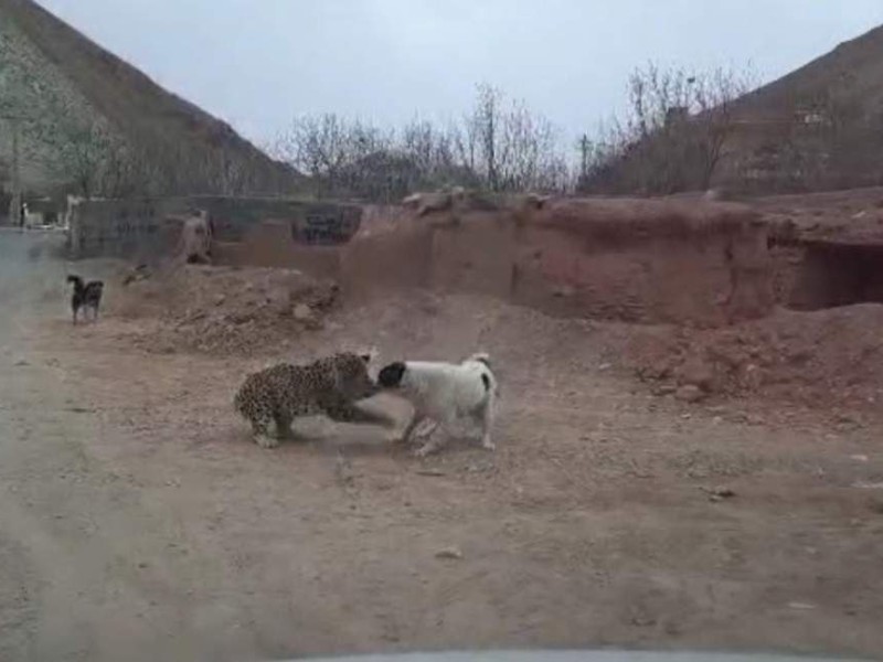 درگیری یک قلاده پلنگ ایرانی با سگ‌های گله در پاوه