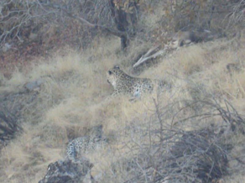 ثبت کم‌نظیر سه قلاده پلنگ در منطقه حفاظت‌شده بوزین و مرخیل پاوه