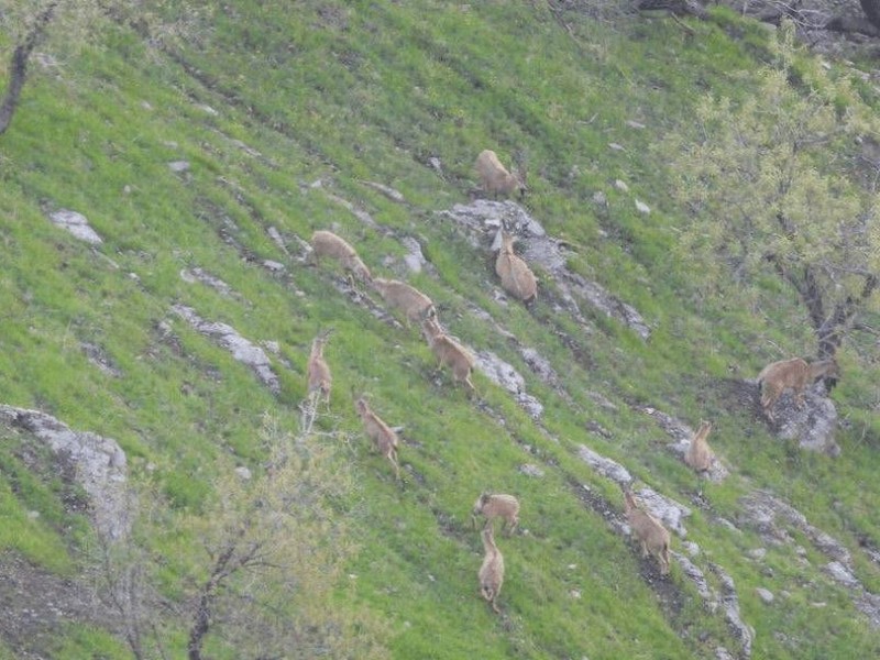 «بوزین و مرخیل» ظرفیت تبدیل شدن به ذخیره‌گاه زیست‌کره را دارد