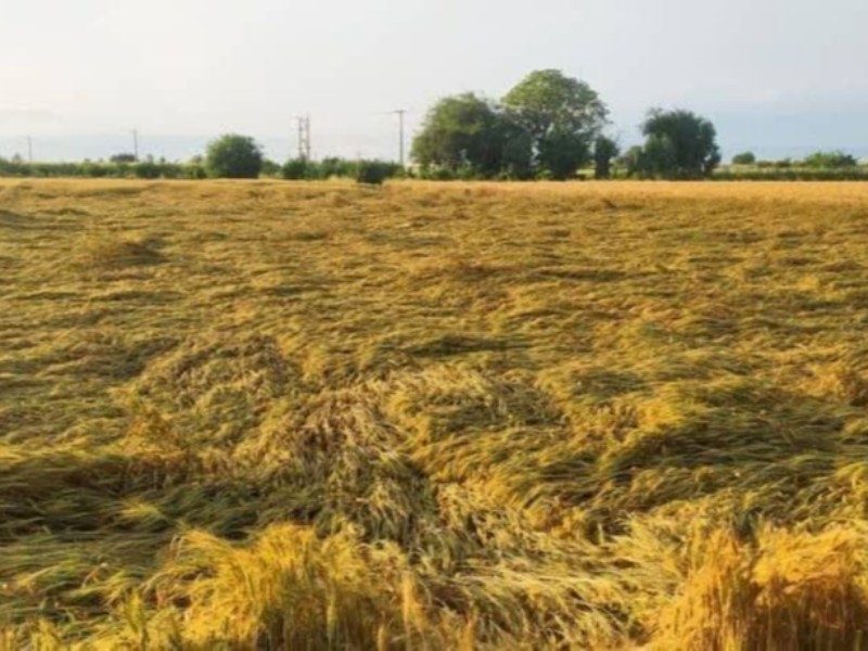 بخش کشاورزی استان کرمانشاه در جنگ اخیر ۱۶۰۰ میلیارد تومان خسارت دید