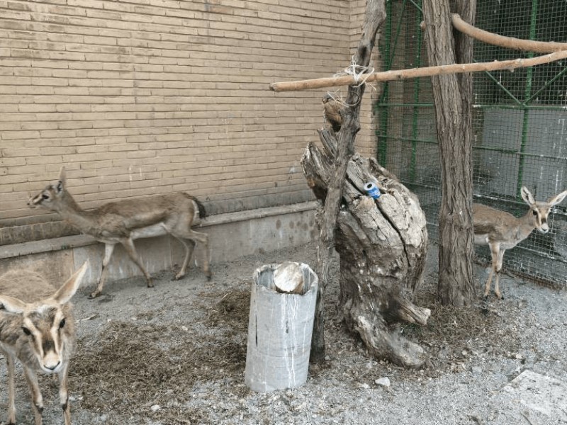 کشف و ضبط ۶ رأس آهو و ۳ قطعه فلامینگو در کرمانشاه