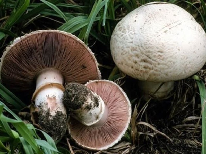 هشدار جدی به مردم؛ سم قارچ‌های کوهی با پختن از بین نمی‌رود