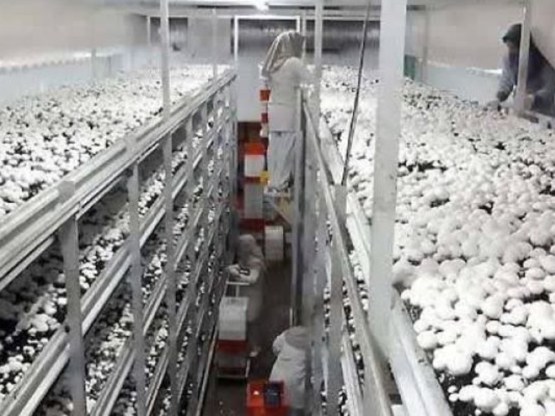 تولید سالانه ۳ هزار تُن قارچ در کرمانشاه