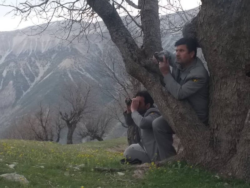 شکارچیان در کمین، محیط‌بانان در میدان/سه عملیات موفق برای صیانت از محیط زیست کرمانشاه