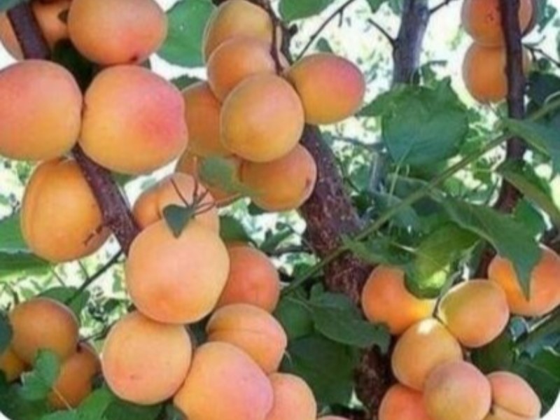 همه خواص «زردآلو»