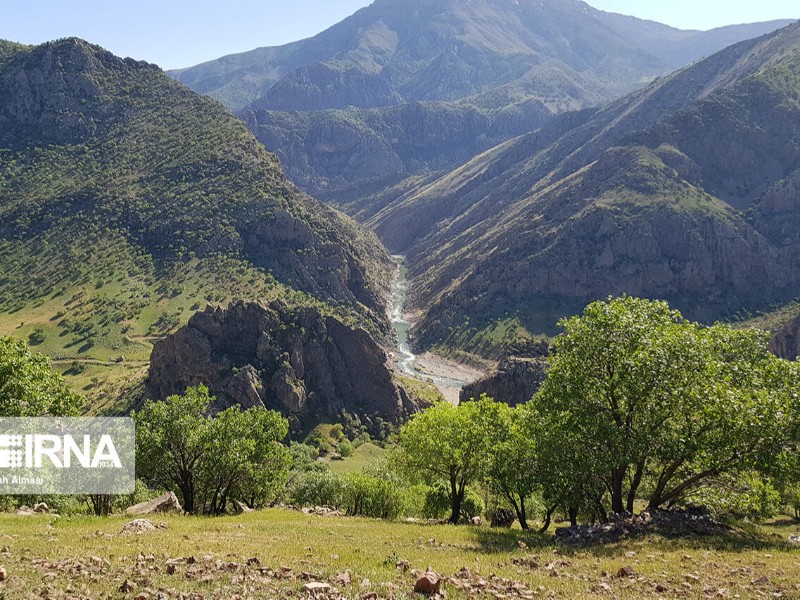 جنگلهای زاگرس؛ دیوار سبز ایران در محاصره آتش، آفت و کمبود زادآوری جنگلهای زاگرس؛ دیوار سبز ایران در محاصره آتش، آفت و کمبود زادآوری