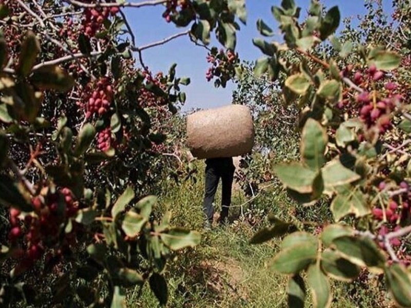 فرزندان فراموششده؛ بحرانی به نام مالخران و سرقت محصولات باغی فرزندان فراموششده؛ بحرانی به نام مالخران و سرقت محصولات باغی